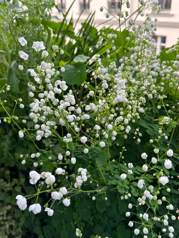 Pigamon, Thalictrum 'Splendide White', en été sur mon balcon, Paris 19e (75)