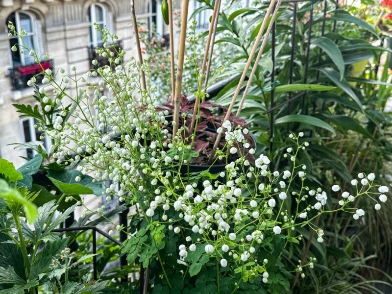 Pigamon, Thalictrum 'Splendide White', en été sur mon balcon, Paris 19e (75)