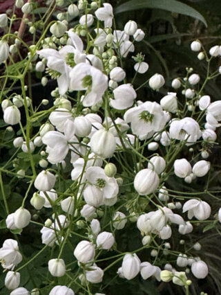Pigamon, Thalictrum 'Splendide White', en été sur mon balcon, Paris 19e (75)