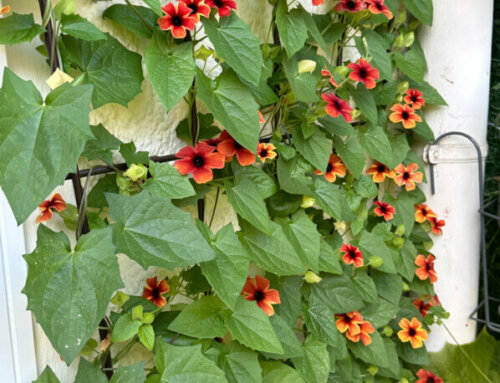 Mur fleuri avec la Suzanne aux yeux noirs (Thunbergia alata ‘Tangerine Slice’)