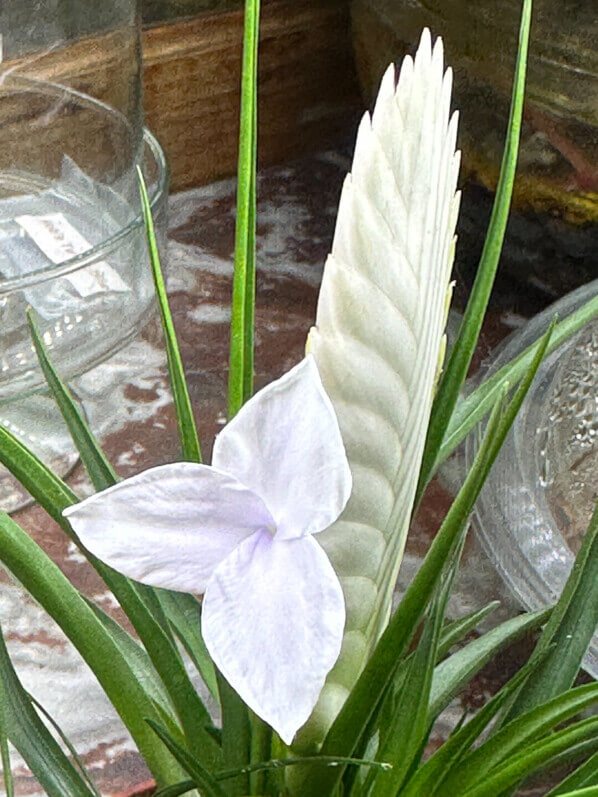 Tillandsia cyanea, Bromélliacées, plante d'intérieur, Paris 19e (75)