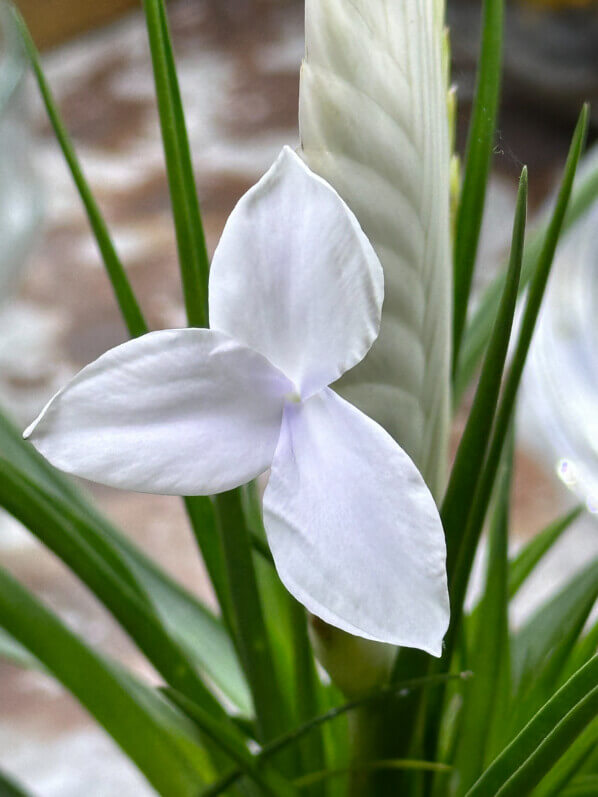 Tillandsia cyanea, Bromélliacées, plante d'intérieur, Paris 19e (75)