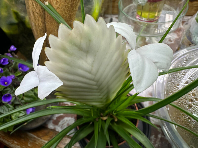 Tillandsia cyanea, Bromélliacées, plante d'intérieur, Paris 19e (75)