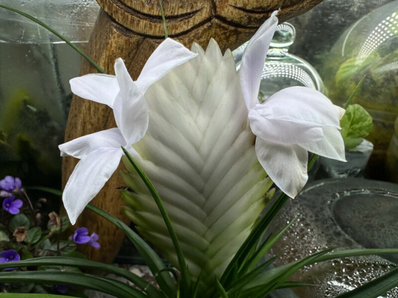 Floraison du Tillandsia cyanea, Broméliacées, plante d'intérieur, Paris 19e (75)