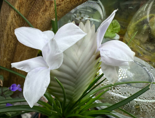 Superbe quatuor de fleurs pour mon Tillandsia raquette