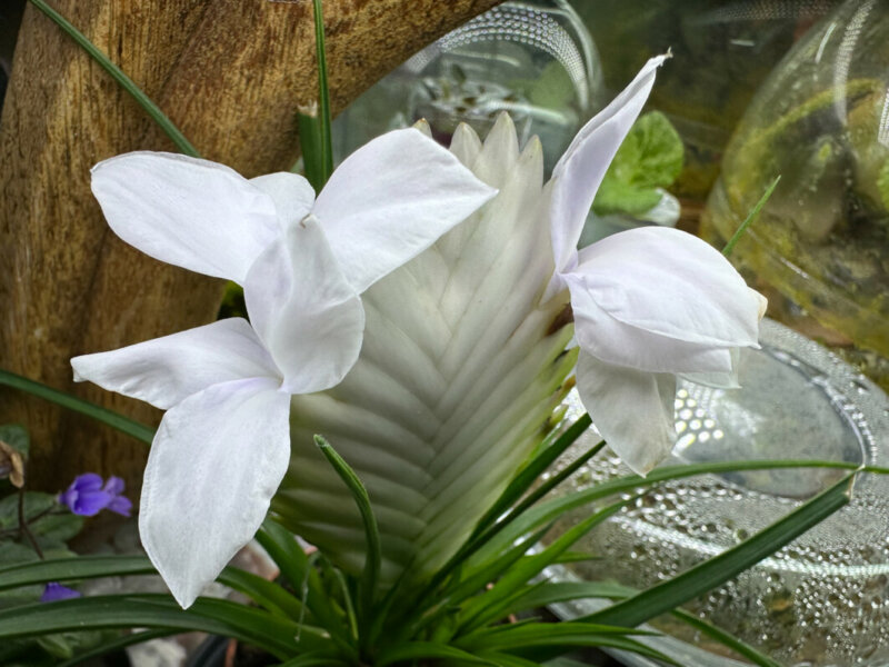 Floraison du Tillandsia cyanea, Broméliacées, plante d'intérieur, Paris 19e (75)