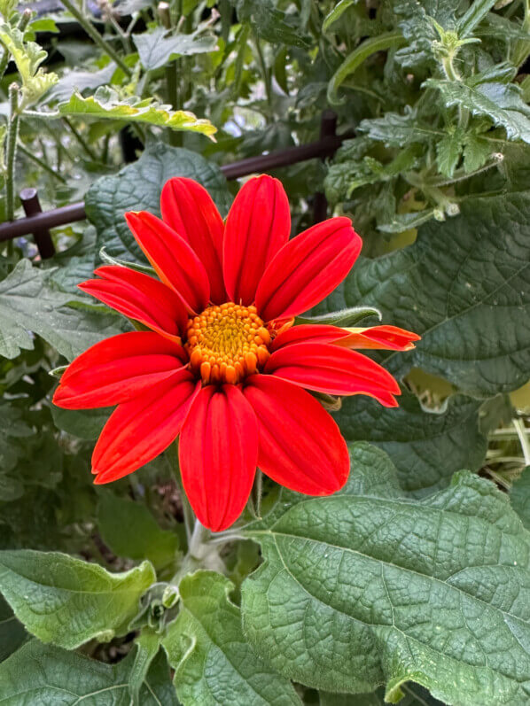 Tithonia 'Torch' en été sur mon balcon, Paris 19e (75)