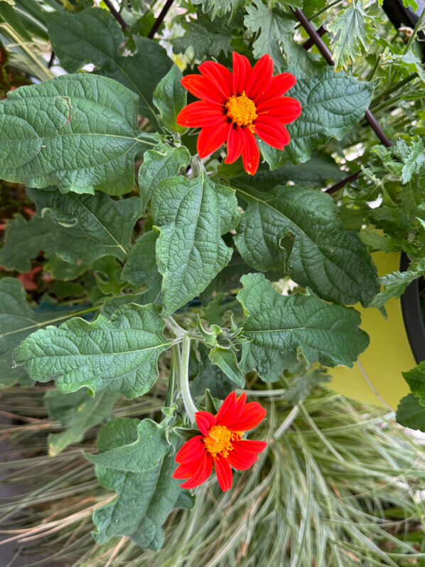 Tithonia 'Torch' en été sur mon balcon, Paris 19e (75)