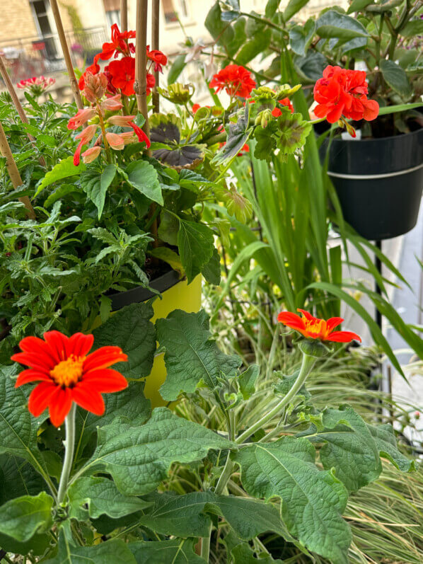 Tithonia 'Torch' en été sur mon balcon, Paris 19e (75)