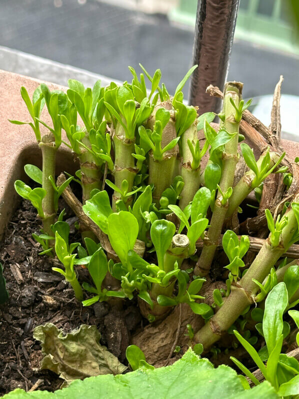 Valériane rouge ou valériane des jardins (Centranthus ruber 'Albus') en été sur mon balcon, Paris 19e (75)