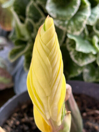 Feuille de Zamioculcas, Araceae, plante d'intérieur, Paris 19e (75)