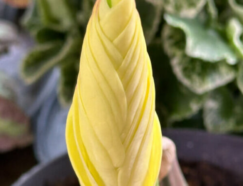 Nouvelle feuille prometteuse pour mon Zamioculcas à feuillage panaché