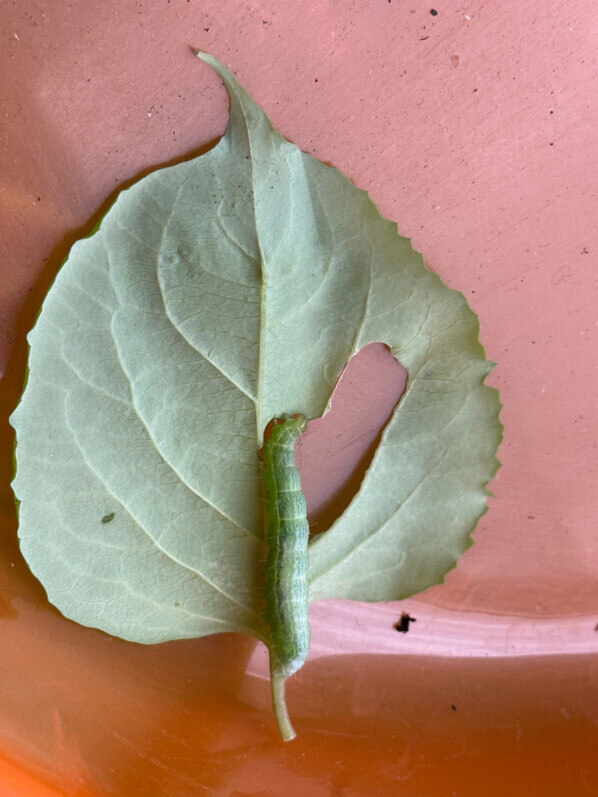 Chenille sur une feuille de Leycesteria en été sur mon balcon, Paris 19e (75)