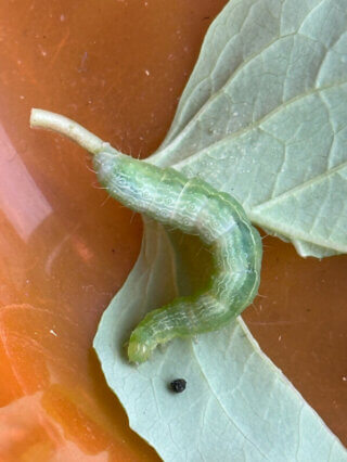 Chenille sur une feuille de Leycesteria en été sur mon balcon, Paris 19e (75)