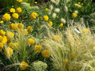 Achillées et graminées (Pennisetum et Stipa), École Du Breuil, Paris 12e (75)