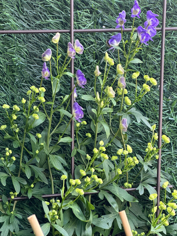 Aconitum austroyunnanense BSWJ en été sur mon balcon, Paris 19e (75)