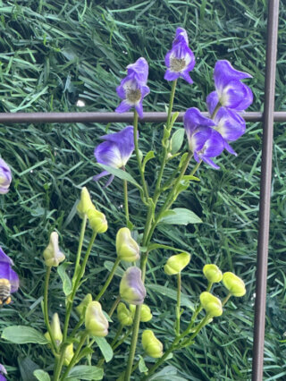 Aconitum austroyunnanense BSWJ en été sur mon balcon, Paris 19e (75)