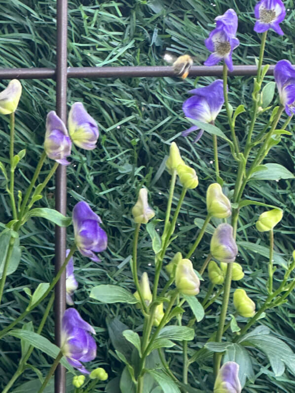 Aconitum austroyunnanense BSWJ en été sur mon balcon, Paris 19e (75)