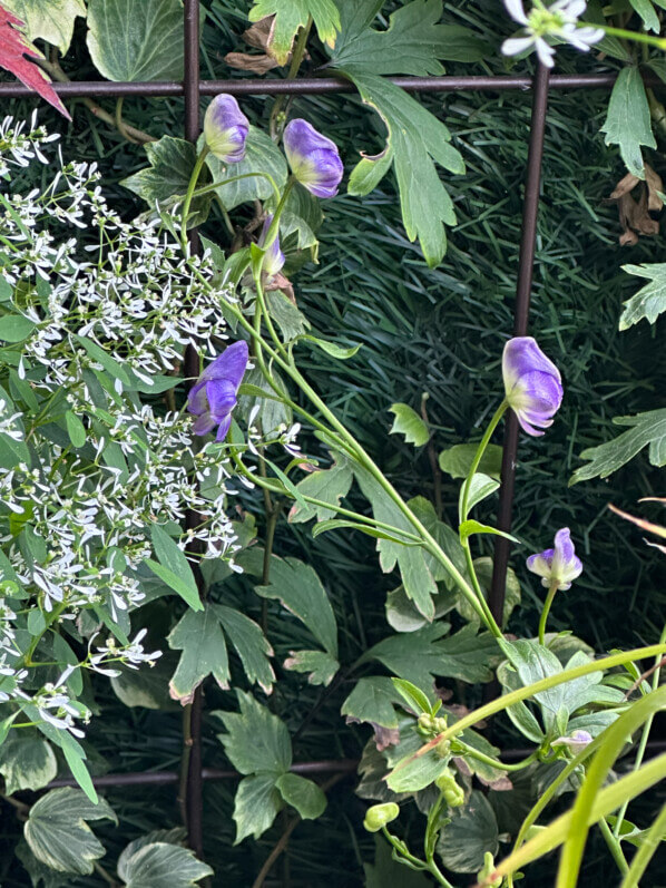 Aconitum austroyunnanense BSWJ en été sur mon balcon, Paris 19e (75)