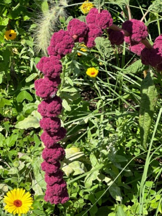 Amarante en été dans le Jardin des plantes, Paris 5e (75)