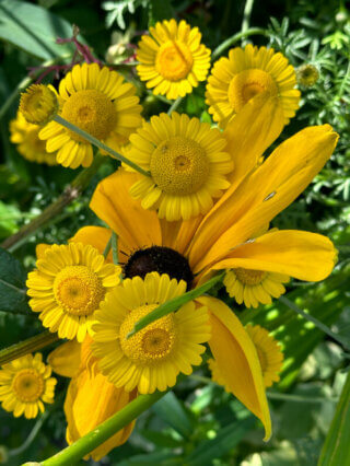 Anthémis et rudbeckias, fleurs d'été