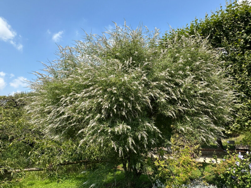 Vitex agnus-castus fleuri en été dans le Jardin des Plantes, Paris 5e (75)