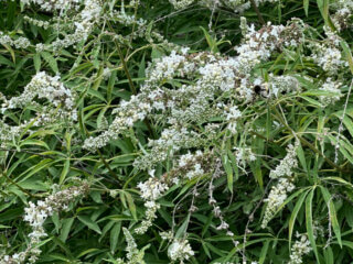 Vitex agnus-castus fleuri en été dans le Jardin des Plantes, Paris 5e (75)