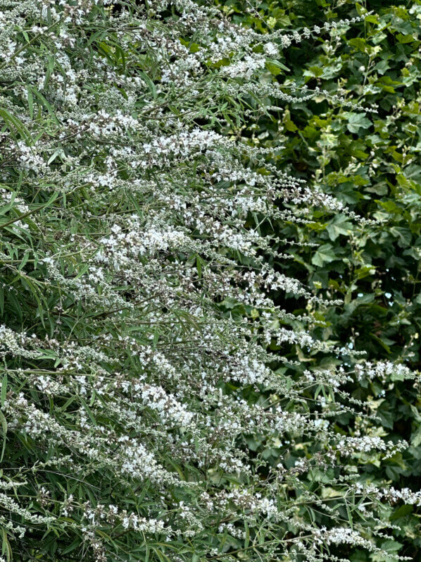 Vitex agnus-castus fleuri en été dans le Jardin des Plantes, Paris 5e (75)