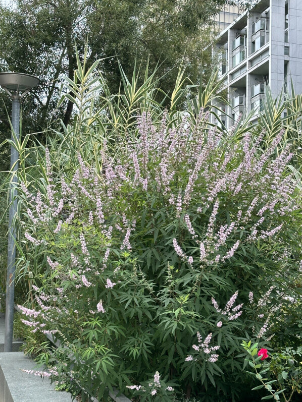 Vitex agnus-castus fleuri en été dans Paris (75)