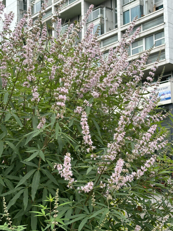 Vitex agnus-castus fleuri en été dans Paris (75)