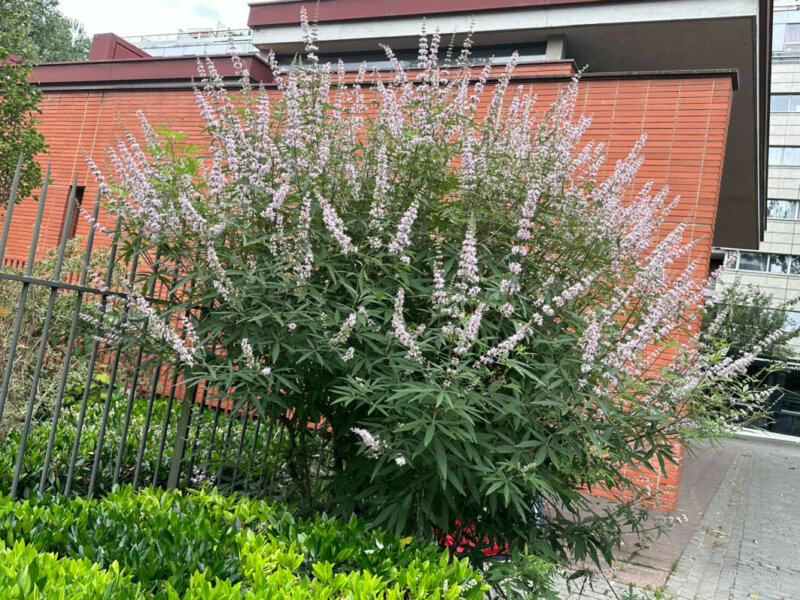 Vitex agnus-castus fleuri en été dans Paris (75)