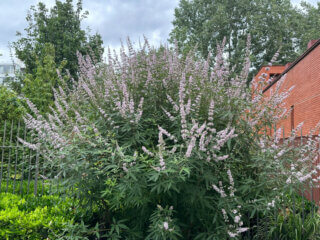 Vitex agnus-castus fleuri en été dans Paris (75)