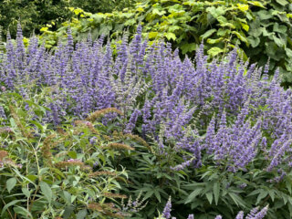 Vitex agnus-castus fleuri en été dans le Jardin de Reuilly-Paul Pernin, Paris 12e (75)