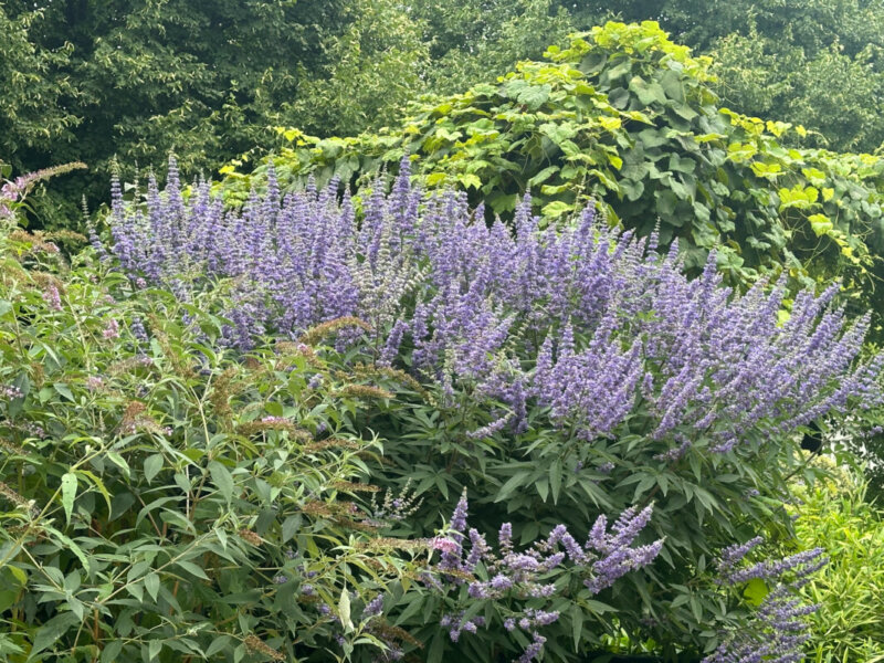 Vitex agnus-castus fleuri en été dans le Jardin de Reuilly-Paul Pernin, Paris 12e (75)