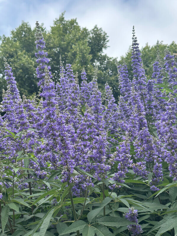 Vitex agnus-castus fleuri en été dans le Jardin de Reuilly-Paul Pernin, Paris 12e (75)