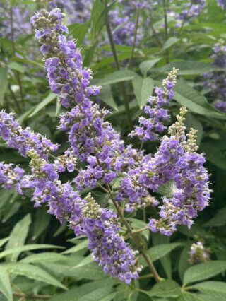 Vitex agnus-castus fleuri en été dans le Jardin de Reuilly-Paul Pernin, Paris 12e (75)