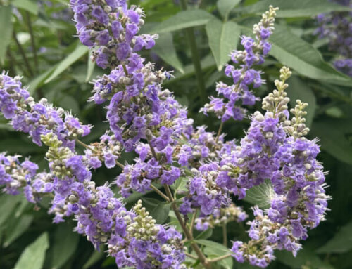 Les gattiliers fleurissent l’été parisien