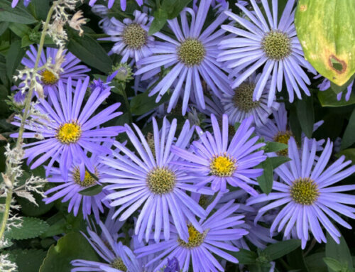 Asters d’été plus bleus que le bleu du ciel