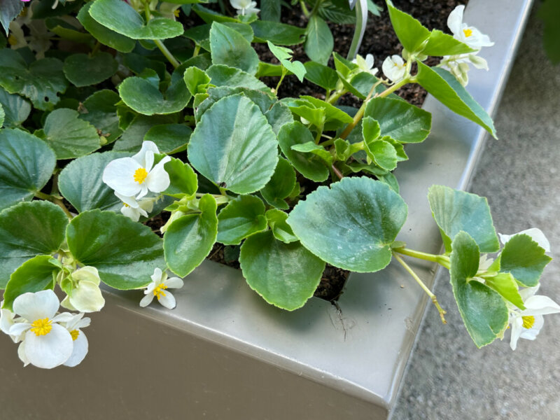 Bégonia Hula White, Bégoniacées, jardinière, Jardin des plantes, Paris 5e (75)