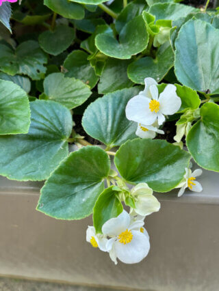 Bégonia Hula White, Bégoniacées, jardinière, Jardin des plantes, Paris 5e (75)