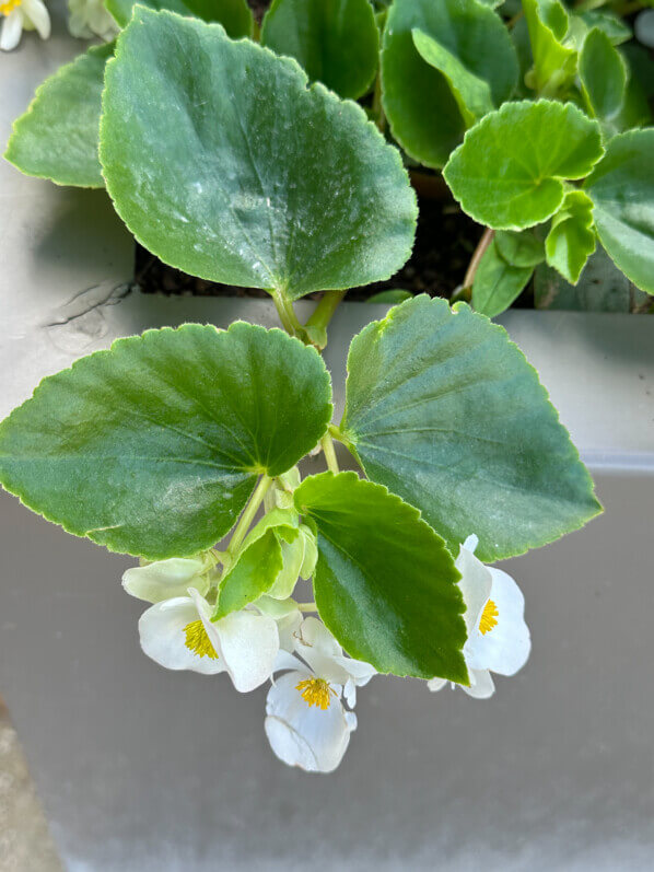 Bégonia Hula White, Bégoniacées, jardinière, Jardin des plantes, Paris 5e (75)