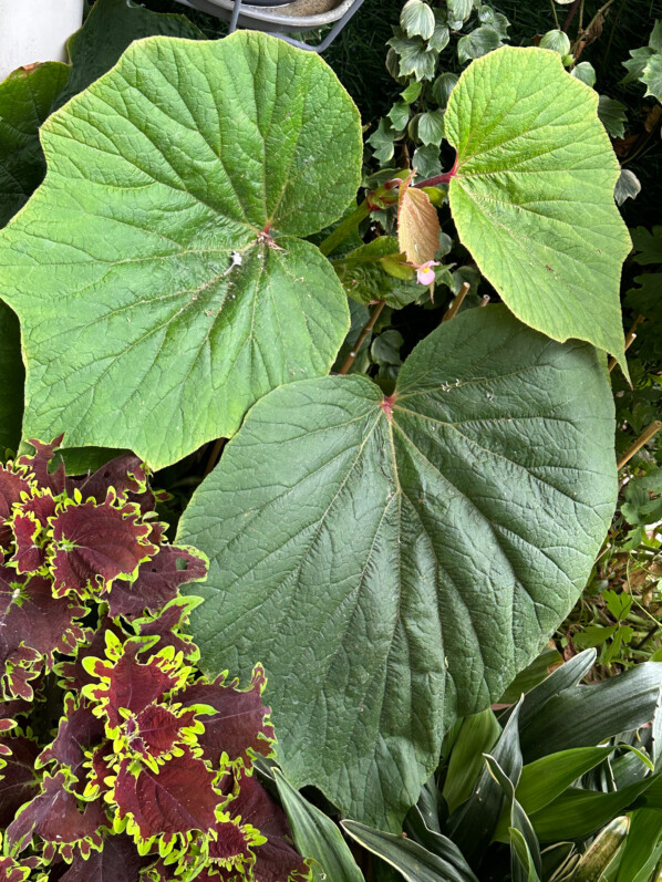 Begonia 'Torsa' en été sur mon balcon, Paris 19e (75)