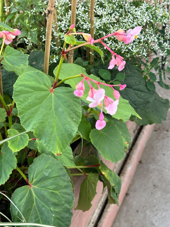 Begonia grandis 'Marie-Ange' en été sur mon balcon, Paris 19e (75)