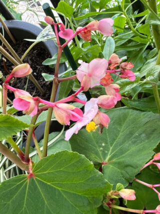 Begonia grandis 'Marie-Ange' en été sur mon balcon, Paris 19e (75)