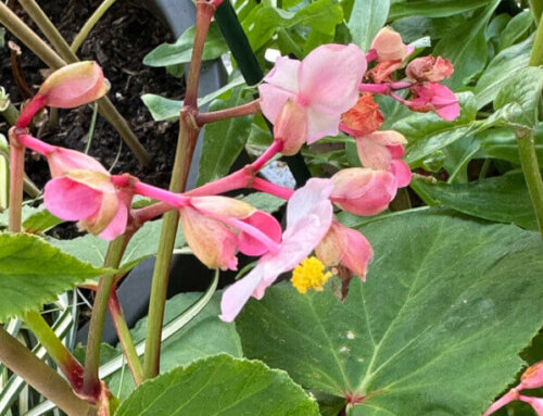 Le bégonia ‘Marie-Ange’ commence sa floraison