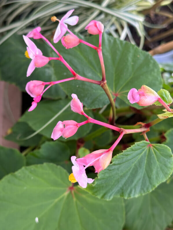 Begonia grandis 'Marie-Ange' en été sur mon balcon, Paris 19e (75)