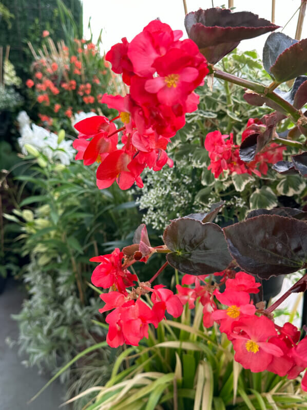 Begonia Dragon en été sur mon balcon, Paris 19e (75)