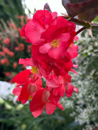 Begonia Dragon en été sur mon balcon, Paris 19e (75)