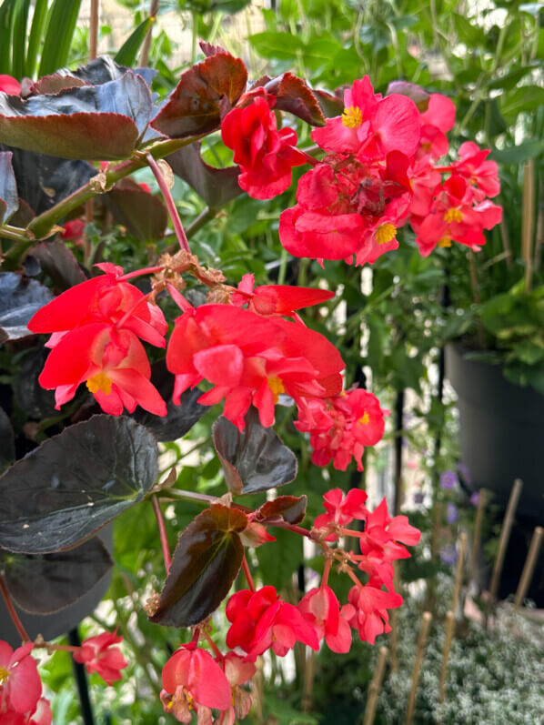 Begonia Dragon en été sur mon balcon, Paris 19e (75)