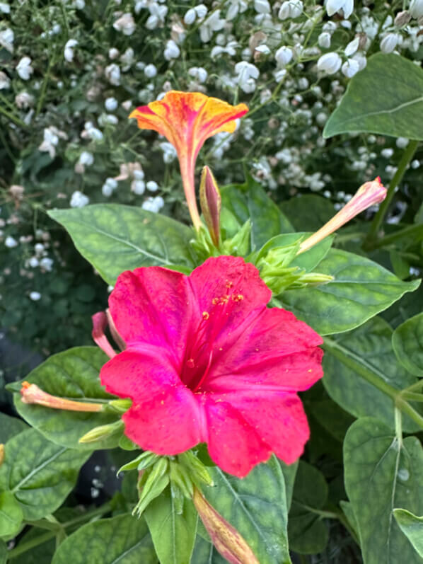 Belles-de-nuit (Mirabilis jalapa) 'Arlequin' en été sur mon balcon, Paris 19e (75)